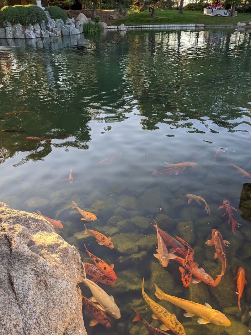 Feeding the Koi Fish Is Pure Joy for All Ages