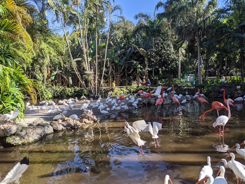 Feeding the Koi Fish and Birds