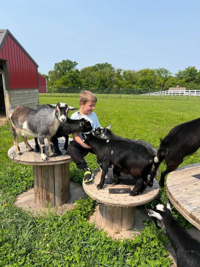 Feeding the Pygmy Goats (and Letting Them Climb on You) Feeding the Pygmy Goats (and Letting Them Climb on You)