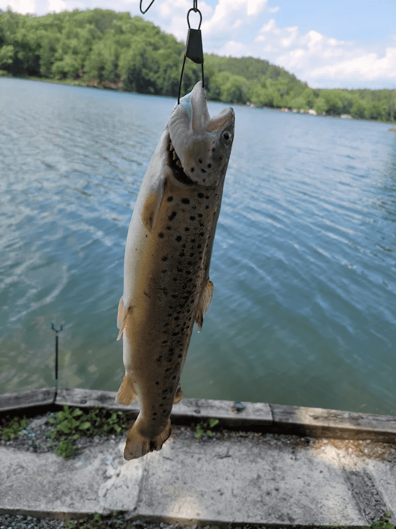 Fishing at Douthat Lake: A Trout Angler's Dream Destination