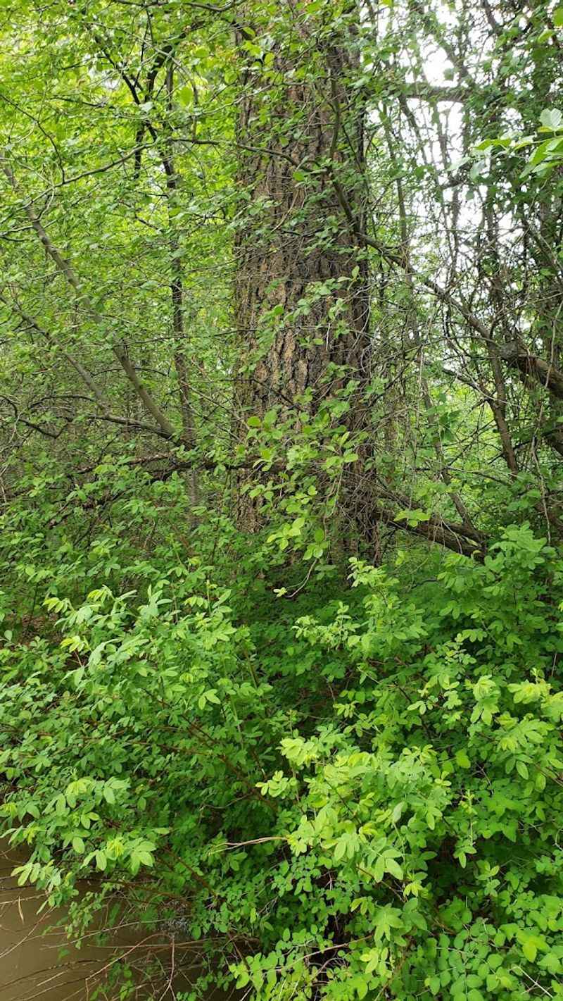 Fishing in Clear Mountain Streams and Rivers Fishing in Clear Mountain Streams and Rivers