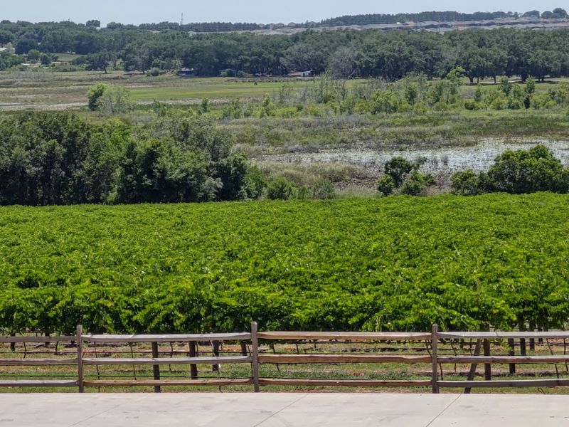 Florida-Grown Wines With a Flavor All Their Own