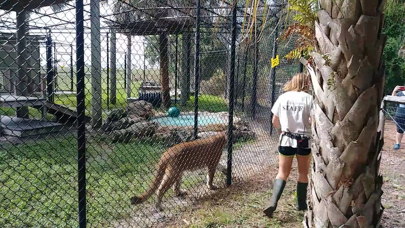 Florida Panthers and Cougars You Can See Up Close