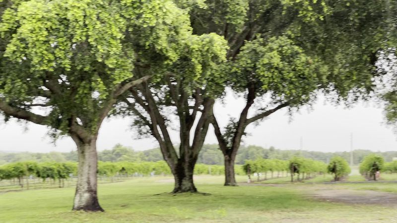 Food Options and an Outdoor Food Court to Fuel Your Visit