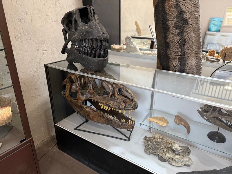Fossils Found Right Here in Texas Fossils Found Right Here in Texas