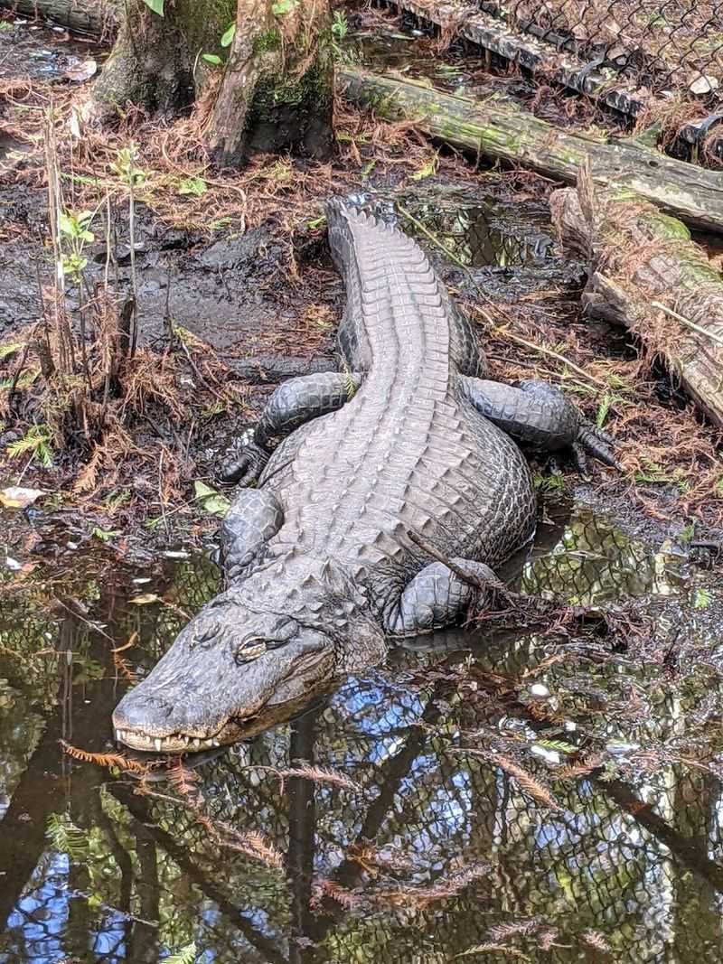 Freddy the Queen Alligator and Her Surprising Roommate