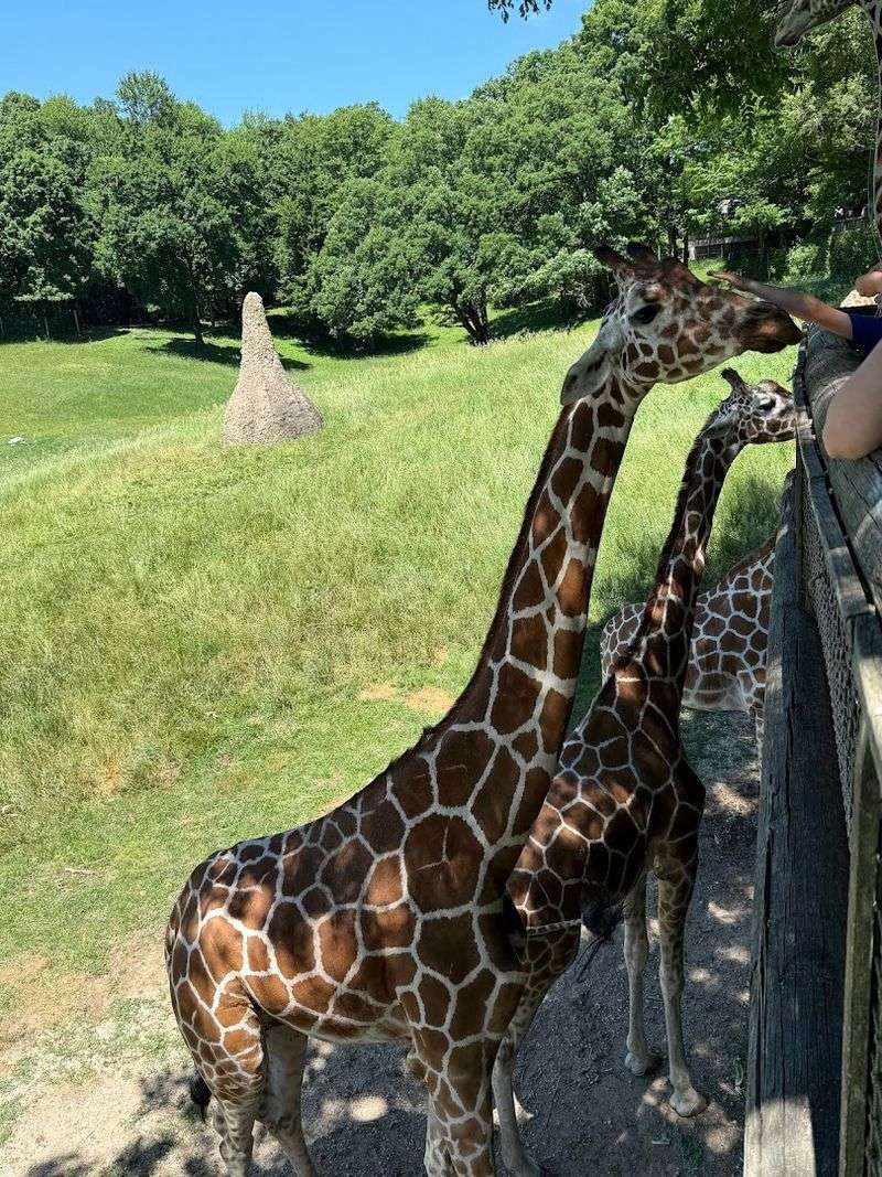 Free Tram Ride to the Africa Section