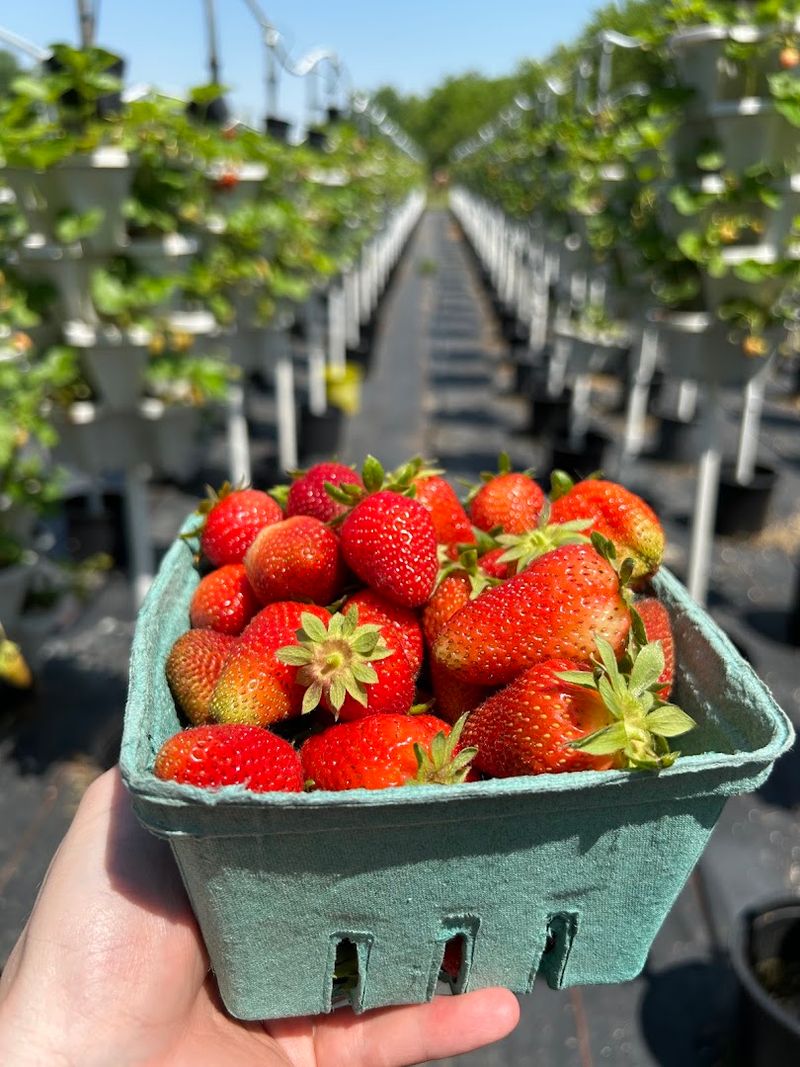 Fresh Berry Picking That Brings Everyone Together Fresh Berry Picking That Brings Everyone Together