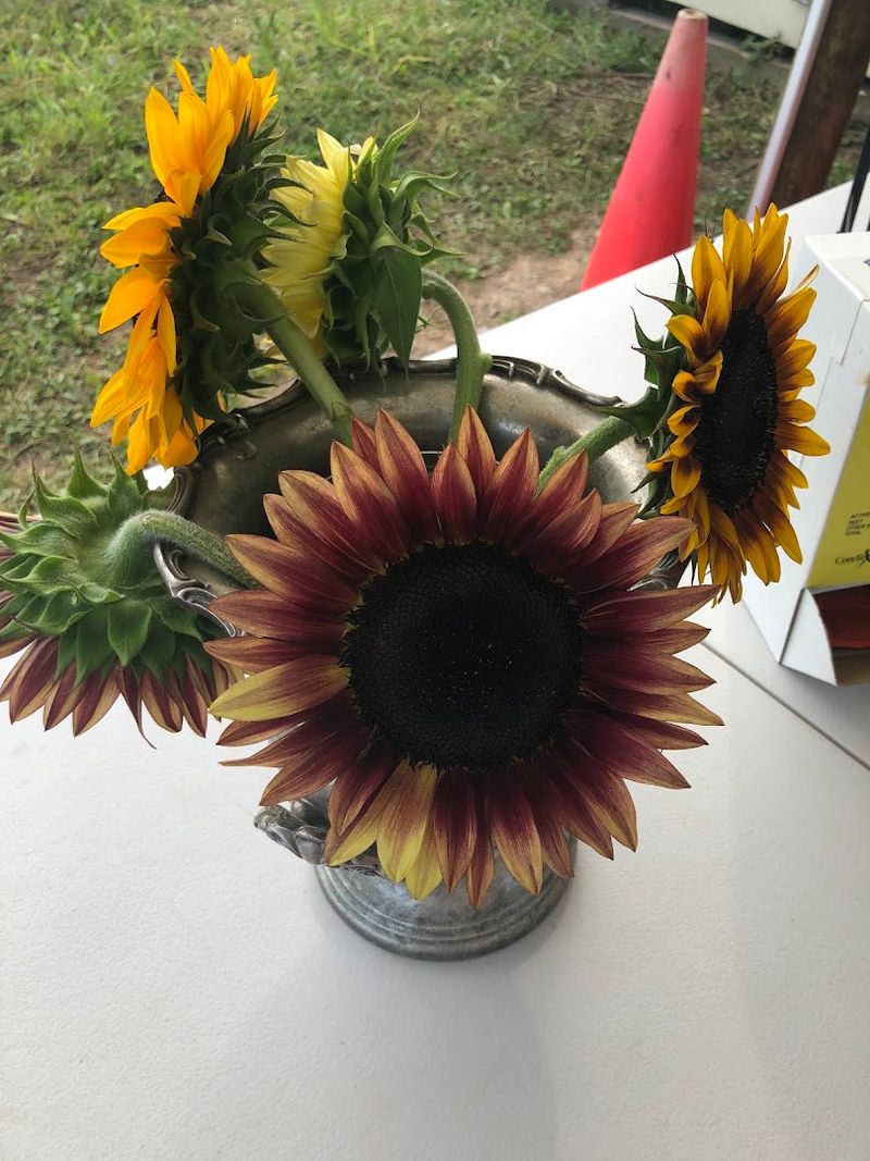 Fresh-Cut Sunflowers You Can Take Home
