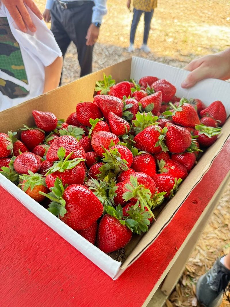 Fresh Strawberry Treats Made Right on the Farm