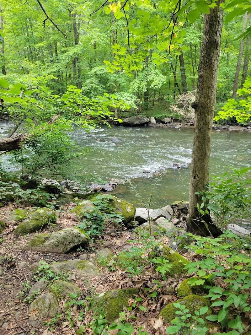 Freshwater Fishing in a Stocked River