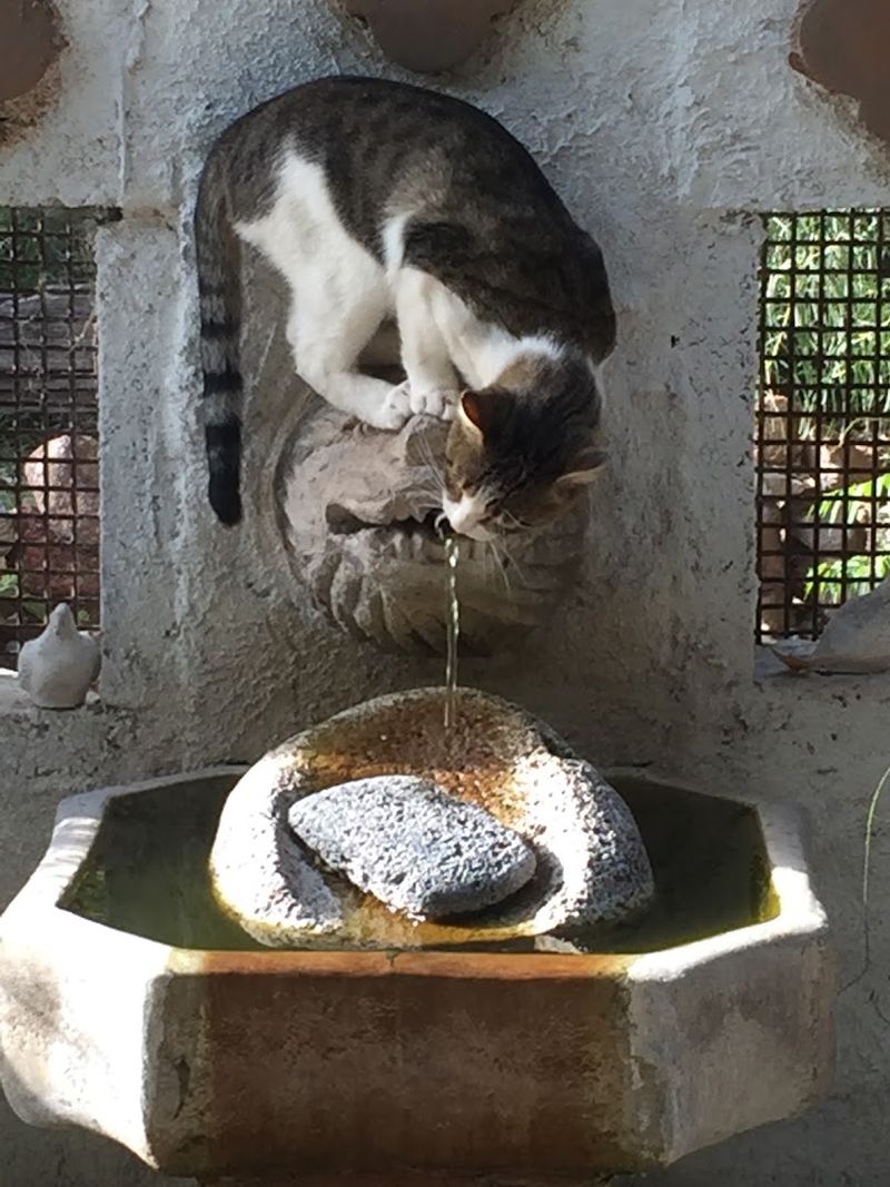Friendly Cats and Playful Goats That Roam the Property