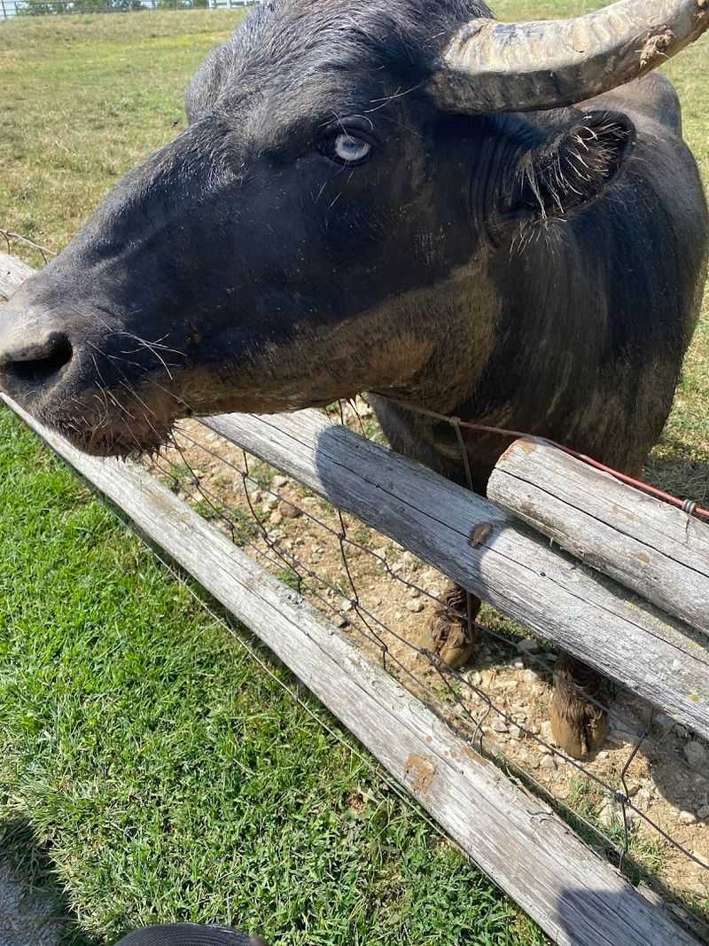 Friendly Yaks With Big Personalities