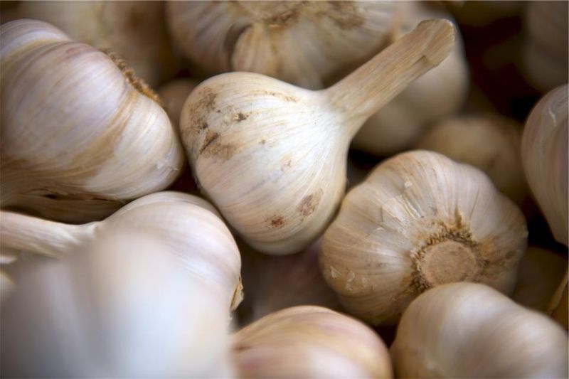 Garlic Garlic