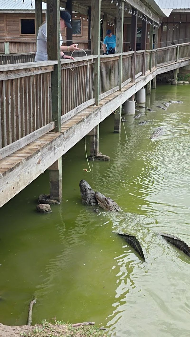 Gator Feeding Adventures With Hot Dogs