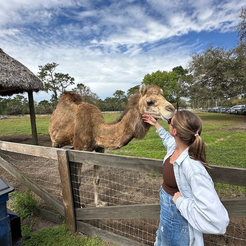 Getting Kissed by a Camel Getting Kissed by a Camel