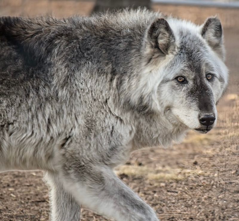 Getting Up Close with Real Wolves