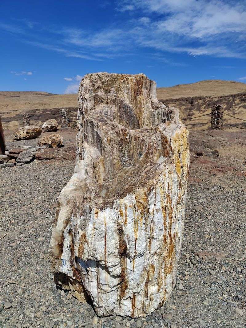 Ginkgo Petrified Forest State Park - Vantage, Washington Ginkgo Petrified Forest State Park - Vantage, Washington