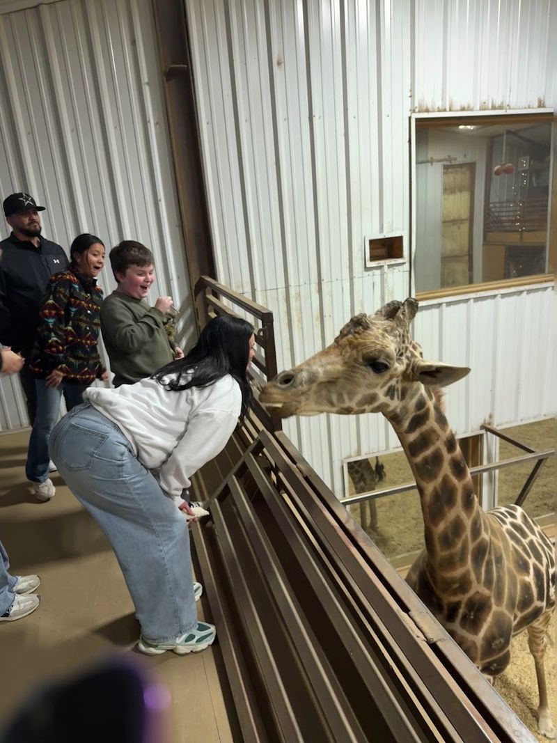 Giraffe Feeding From Your Hotel Room
