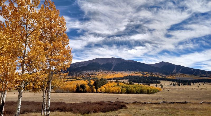 Golden Aspen Groves That Make Photographers Smile Golden Aspen Groves That Make Photographers Smile