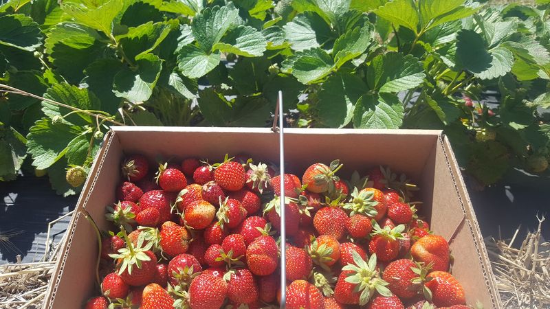Good Earth Organic Farm - Celeste, Texas