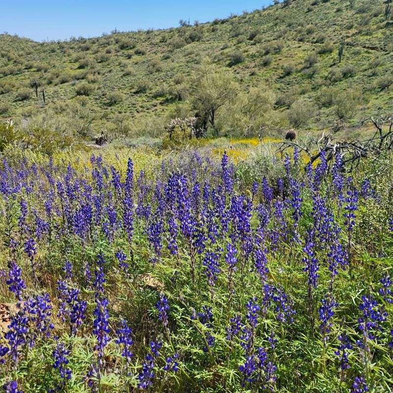 Gorgeous Wildflower Blooms in Spring