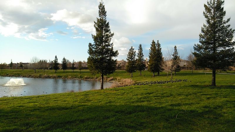 Grass Amphitheater and Stage for Community Events All Year Long