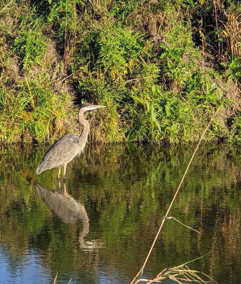 Great Blue Herons Doing Things You Have To See To Believe