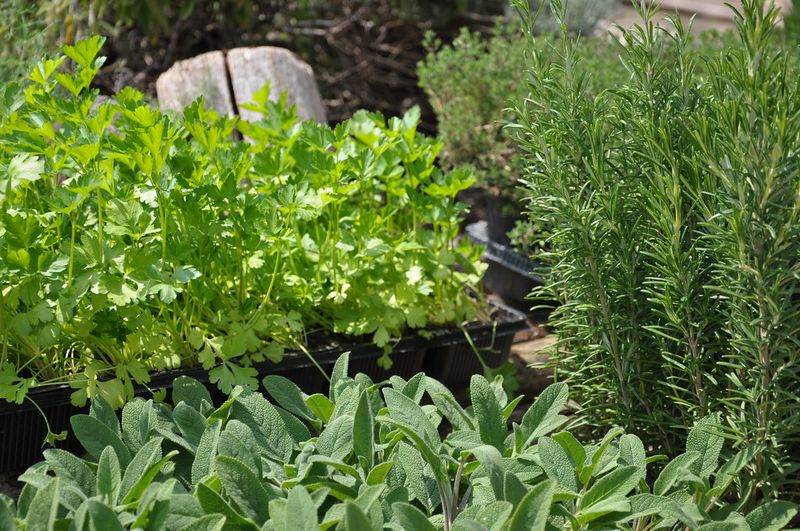 Growing fresh herbs Growing fresh herbs