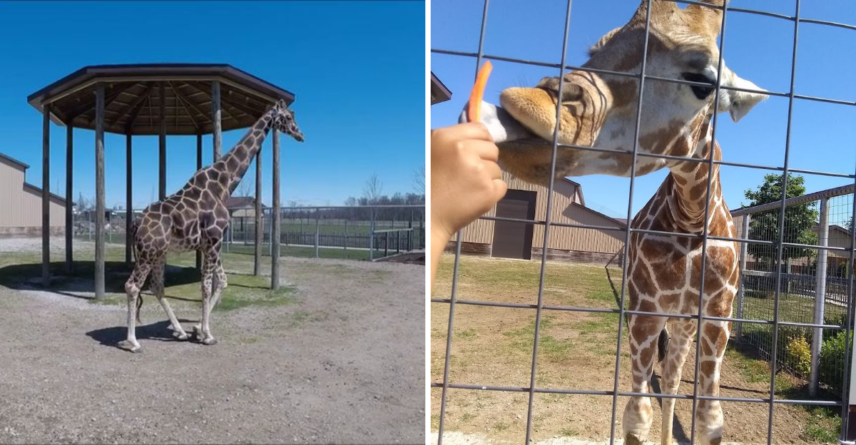 Hand-Feed Giraffes At This Incredible 80-Acre Animal Park In Michigan