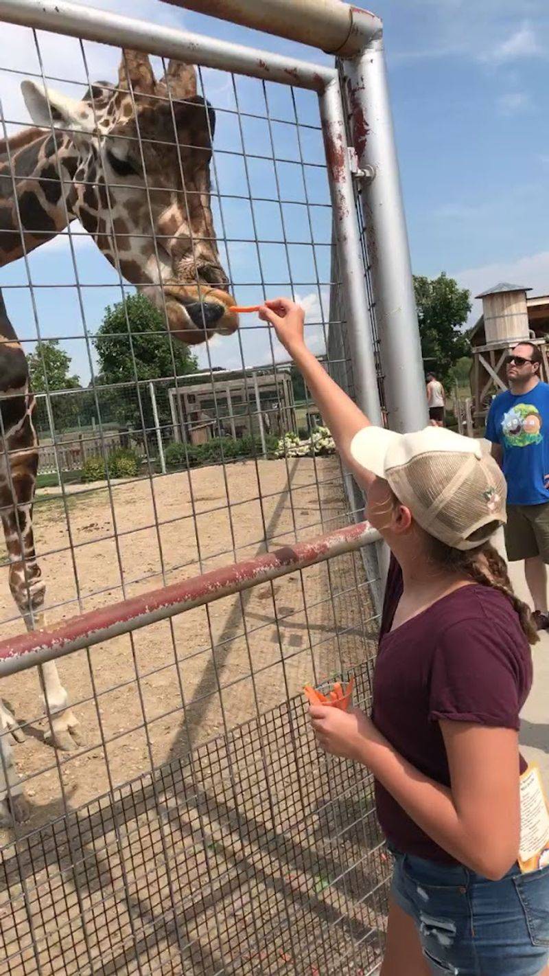 Hand-Feeding Giraffes at Boulder Ridge
