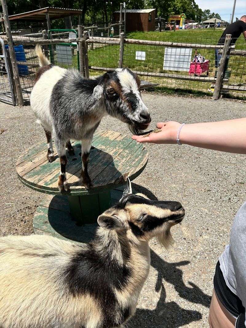 Hand-Feeding a Wide Variety of Animals