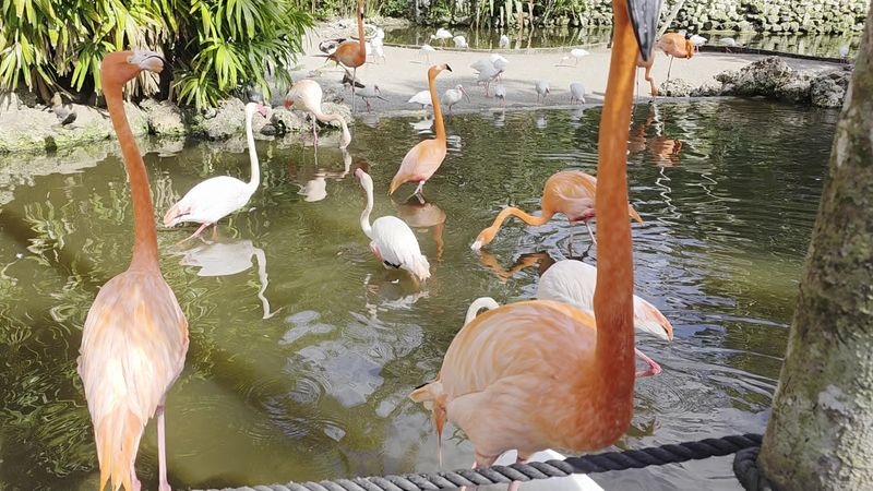 Hand-Feeding the Flamingos