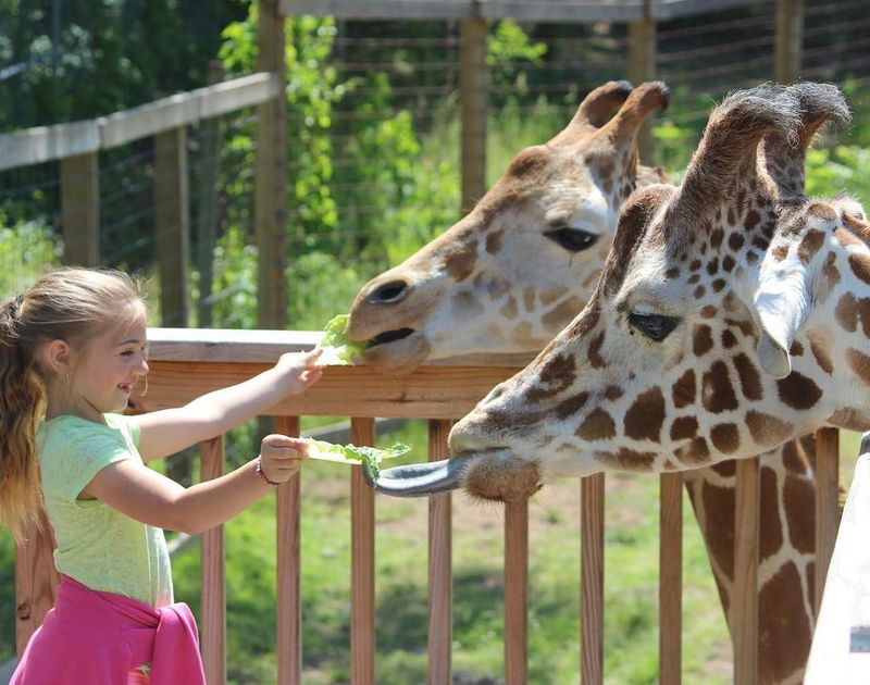 Hand-Feeding the Giraffes