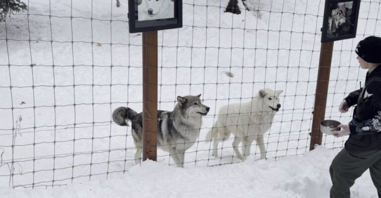 Hanging Out With Wolves Is A Real Thing You Can Do At This Amazing Colorado Ranch