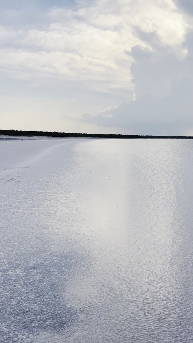 Harvesting Your Own Salt From a Living Legend