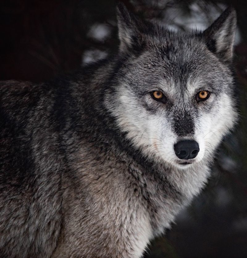 Hearing a Wolf Howl in Person Will Change You Hearing a Wolf Howl in Person Will Change You