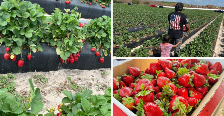 Hidden Away In Rural Florida, This Strawberry Farm Has Become A Local Favorite