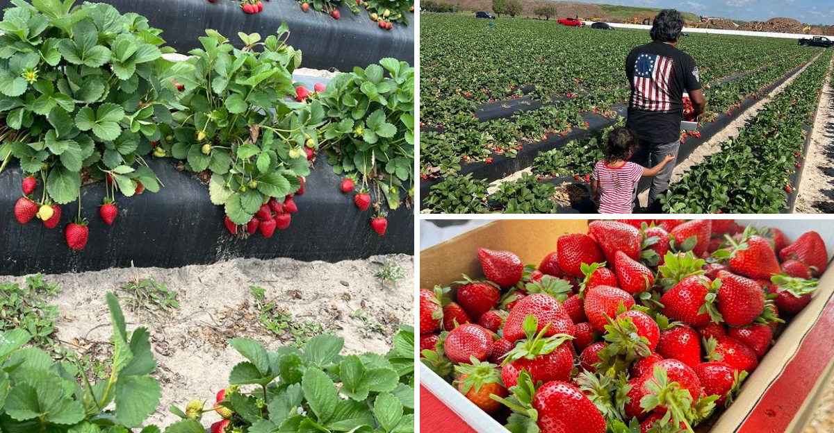 Hidden Away In Rural Florida, This Strawberry Farm Has Become A Local Favorite