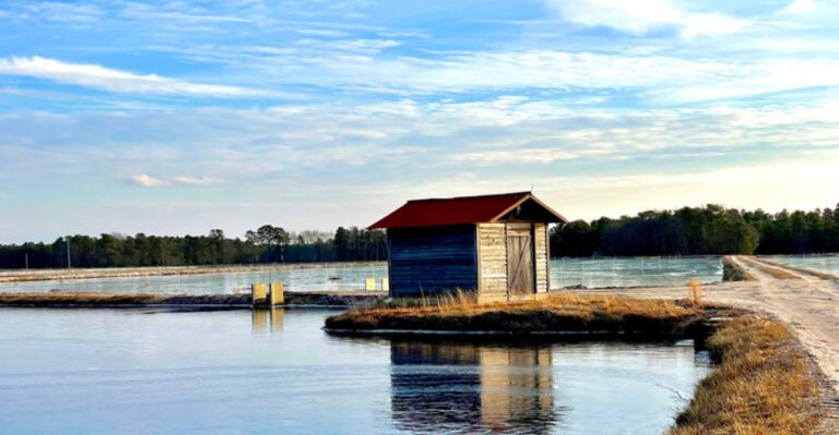 Hidden Deep In New Jersey Is A Mysterious Swamp That Feels More Like The Everglades Than The Northeast