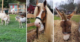 Hidden In South Carolina Is A Unicorn Farm That Feels Almost Too Whimsical To Be Real