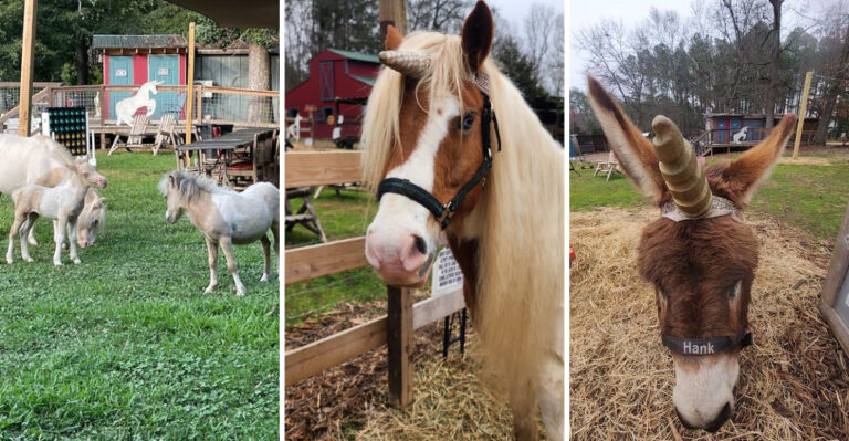 Hidden In South Carolina Is A Unicorn Farm That Feels Almost Too Whimsical To Be Real