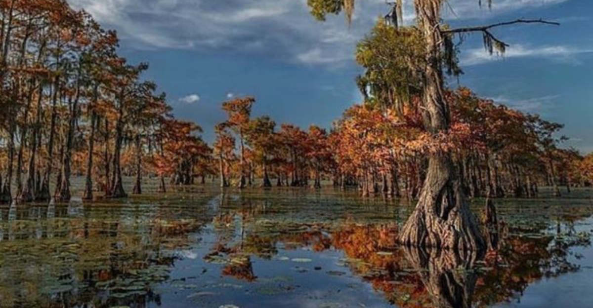 Hidden In Texas Is A Mysterious Swamp That Feels More Like Louisiana Than The Lone Star State