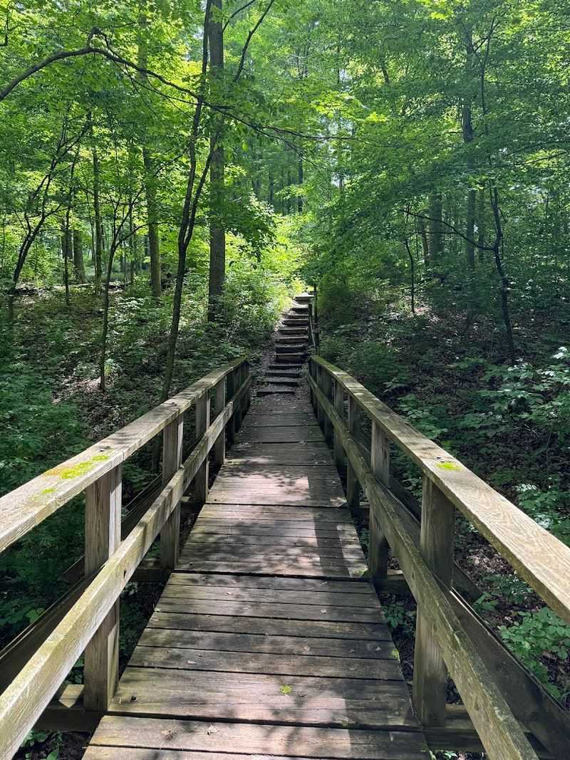 Hiking Trails That Take You Deep Into Ancient Forest