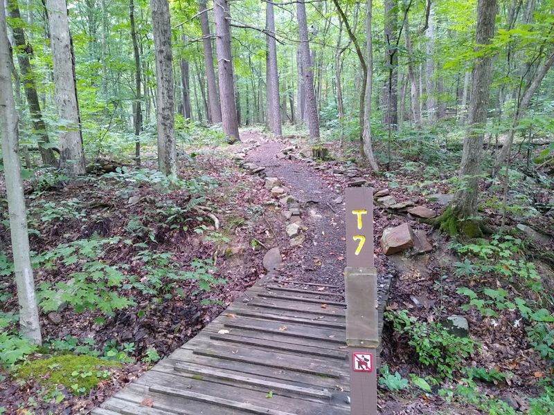 Hiking Trails Through Forests and Wetlands