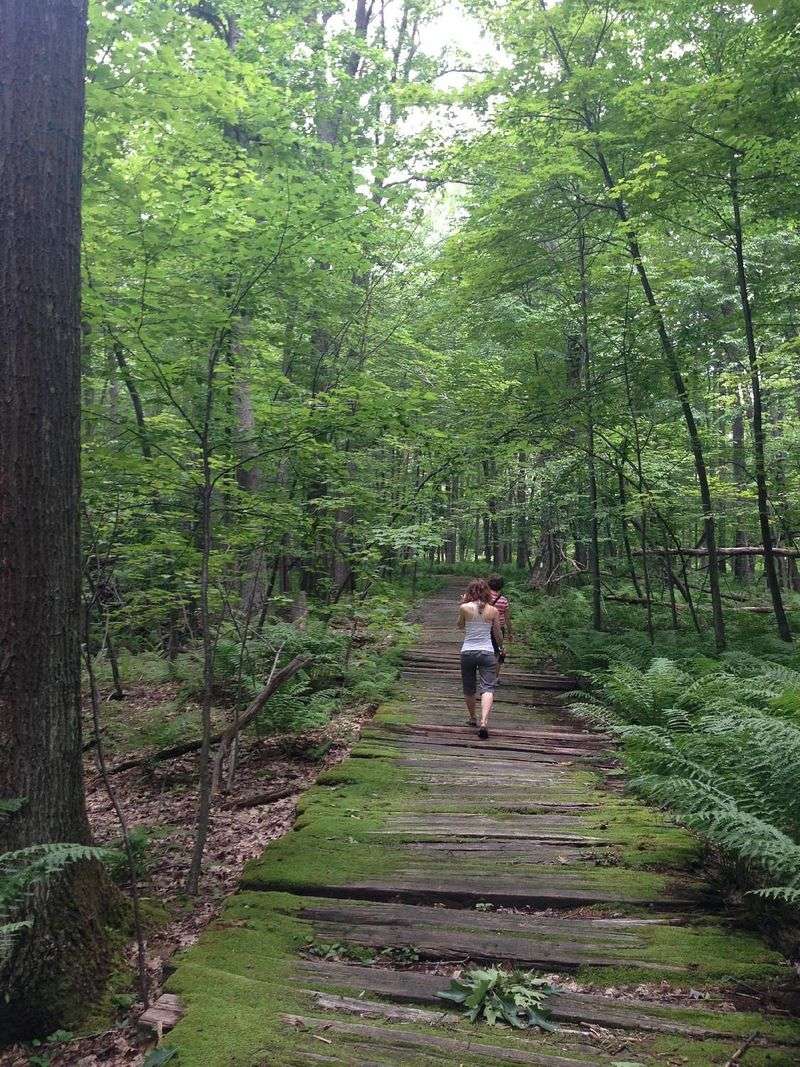 Hiking Trails Through Old-Growth Forest