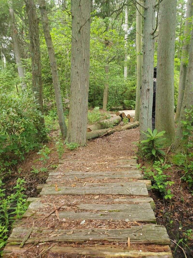 Hiking Trails Through the Pine Barrens Wilderness
