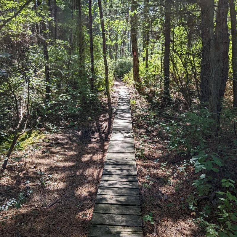 Hiking Trails Through the Pine Barrens