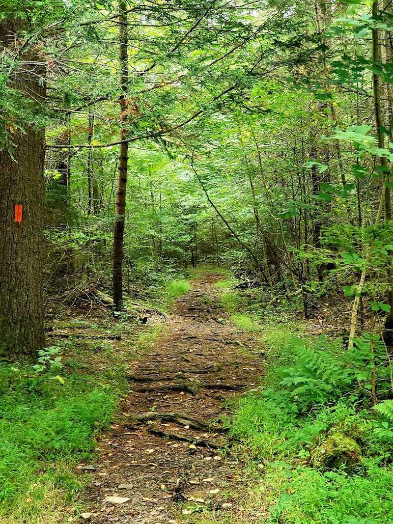 Hiking Trails for Every Skill Level