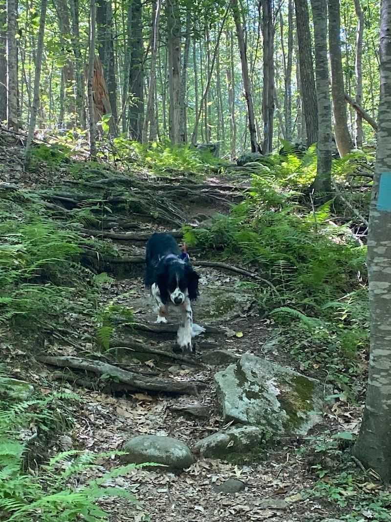 Hiking Trails for Every Skill Level
